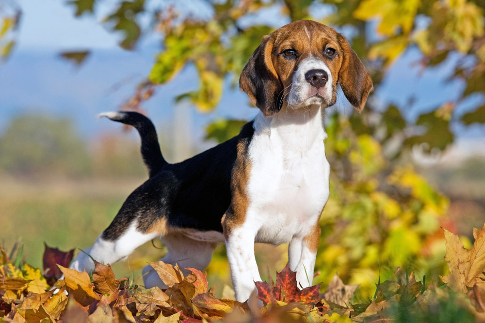 perro beagle de pie sobre las hojas caídas