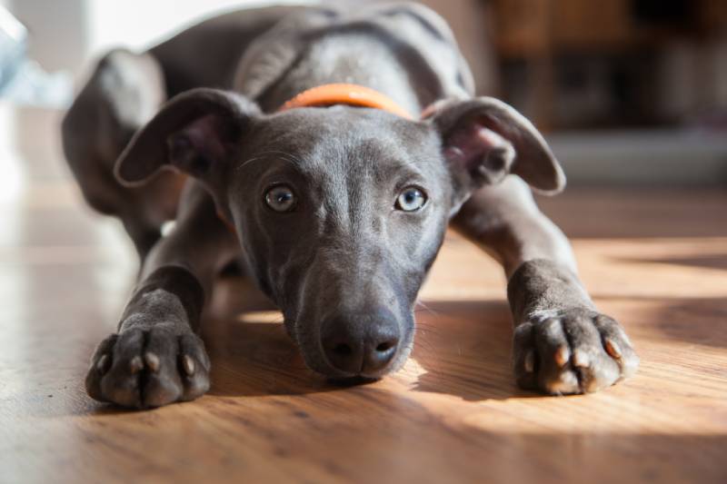 lindo cachorro de whippet tumbado en un suelo de madera mirando a cámara