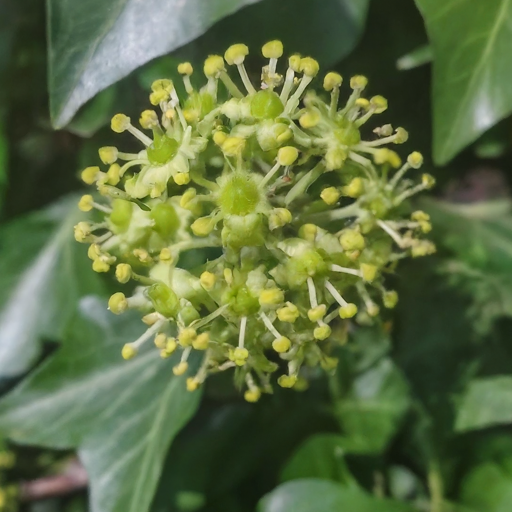 Ivy flowers