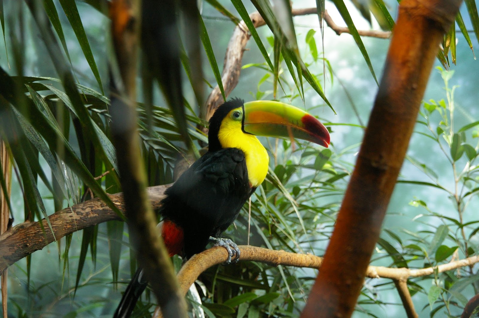 A bird with colorful beak sitting on a branch of tree