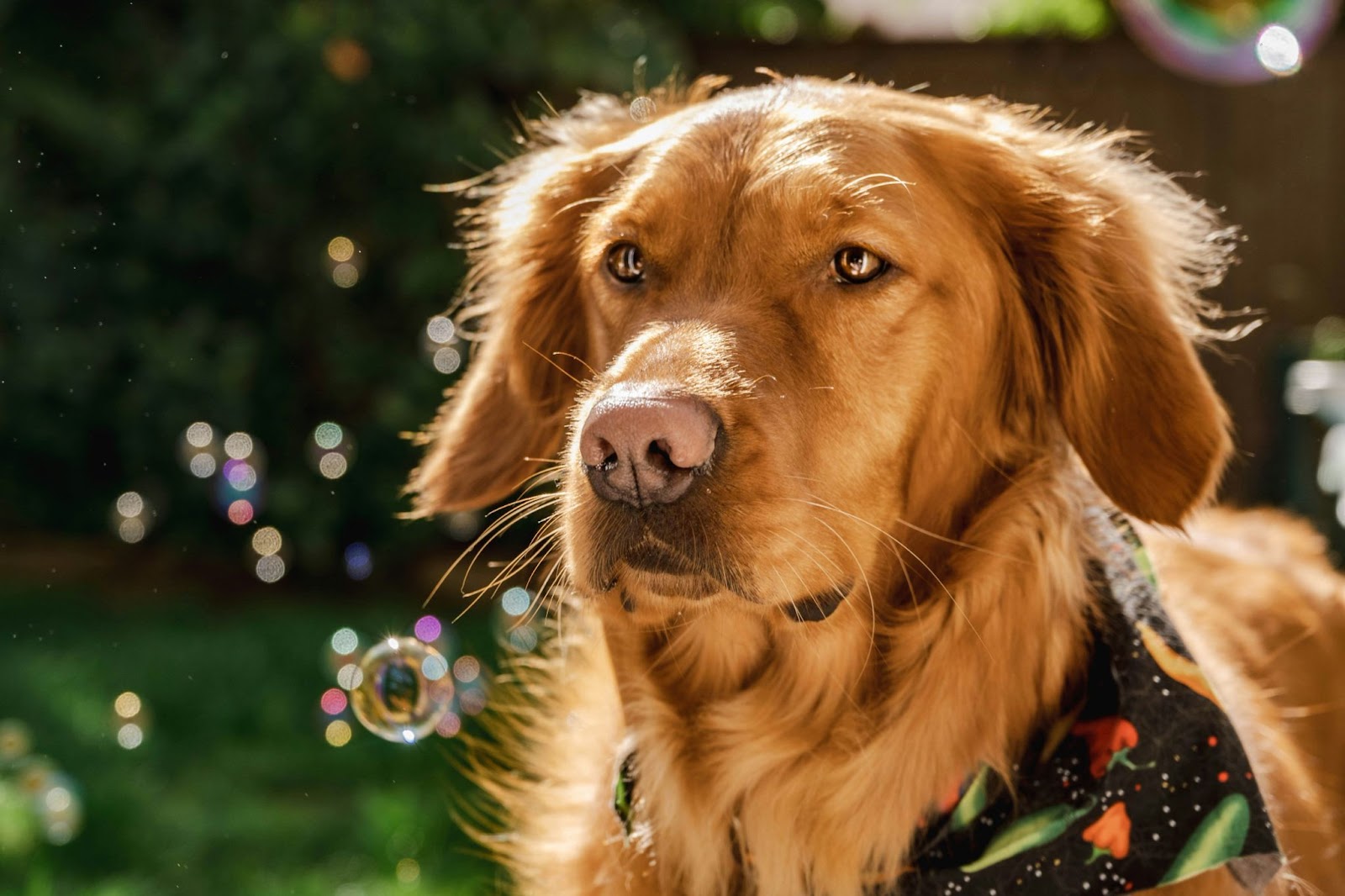 Golden Mountain Dog