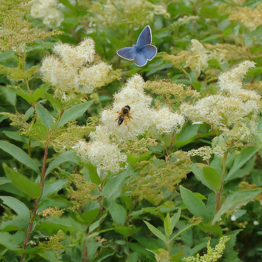 Benefits of Growing Meadowsweet: A Multifaceted Gem