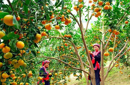 đặc sản hàm yên tuyên quang