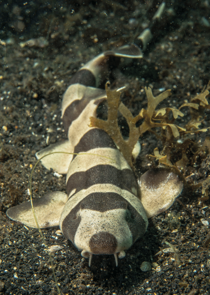 Brown Banded Bamboo Shark