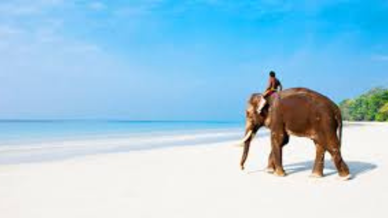 Elephant Beach