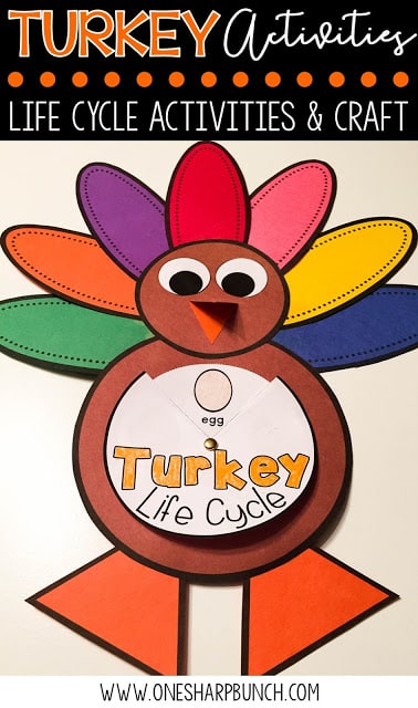 FREE turkey life cycle activities, including pocket chart sentences. Perfect for Thanksgiving centers and turkey time! Keep your kiddos engaged with these turkey activities, adorable turkey crafts and turkey centers!