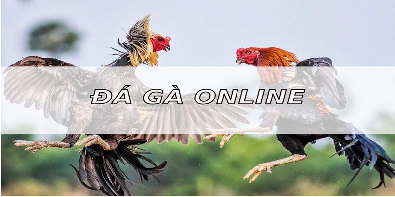 Tìm hiểu cụ thể về khái niệm đá gà online là gì