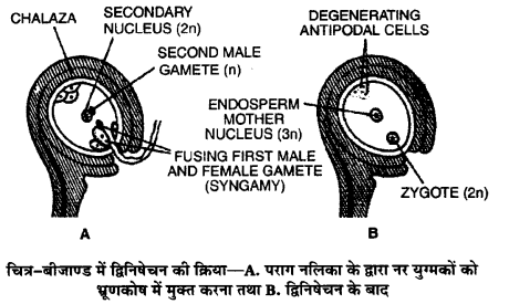 UP Board Solutions for Class 12 Biology Chapter 2 Sexual Reproduction in Flowering Plants 3Q.3