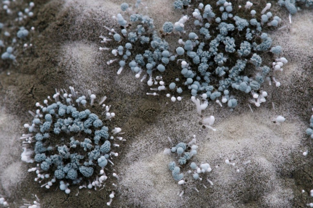 mold spores