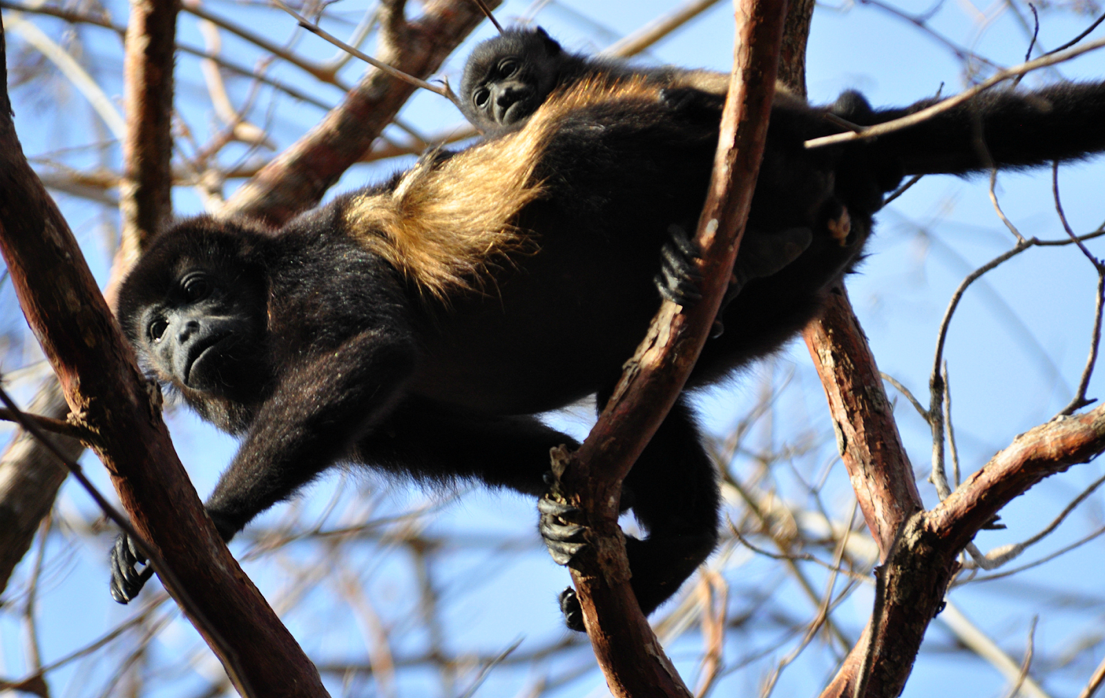 Hawler monkey sitting on the branch of trees.