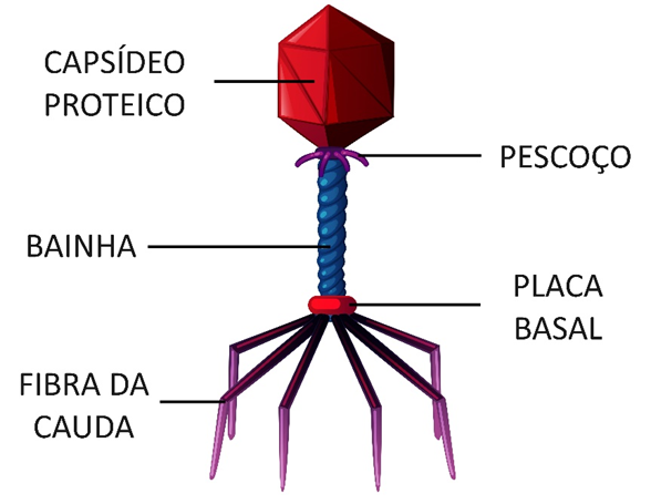 A estrutura do fago. 