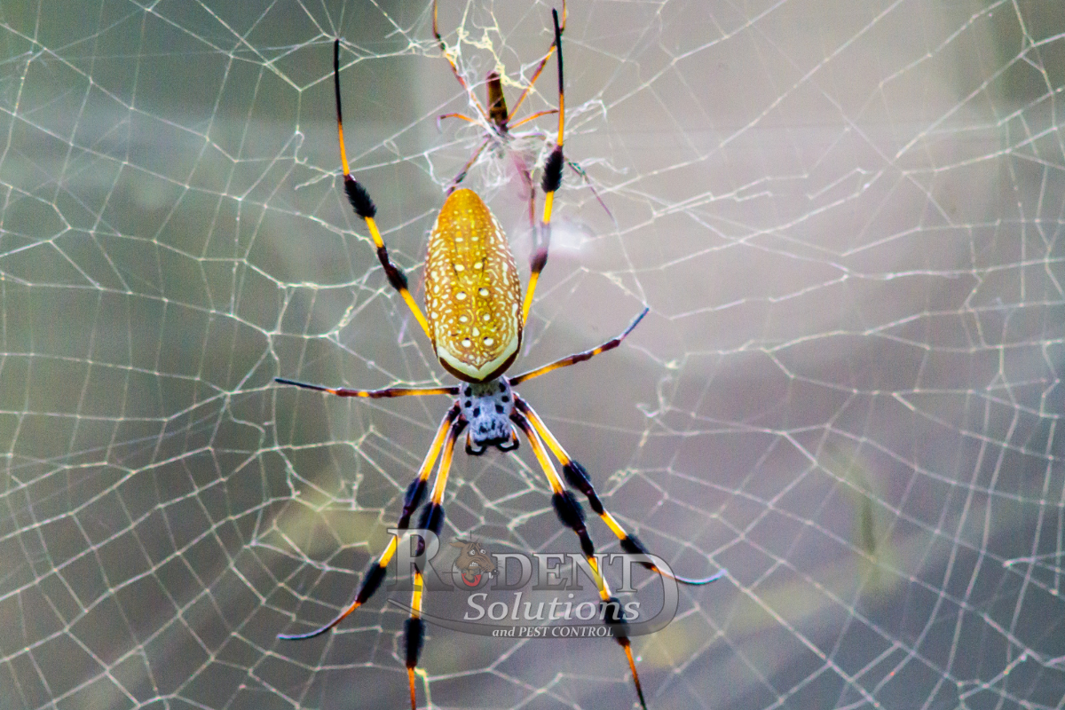 Adult and juvenile banana spiders on web rodent solutions