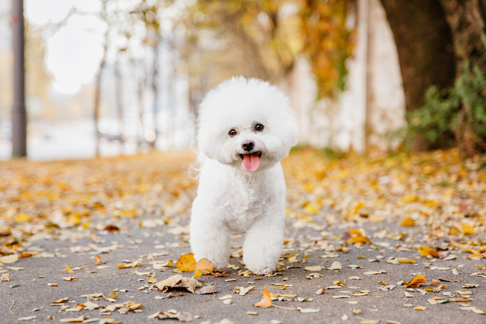 Retrato de perro Bichon frise de cerca