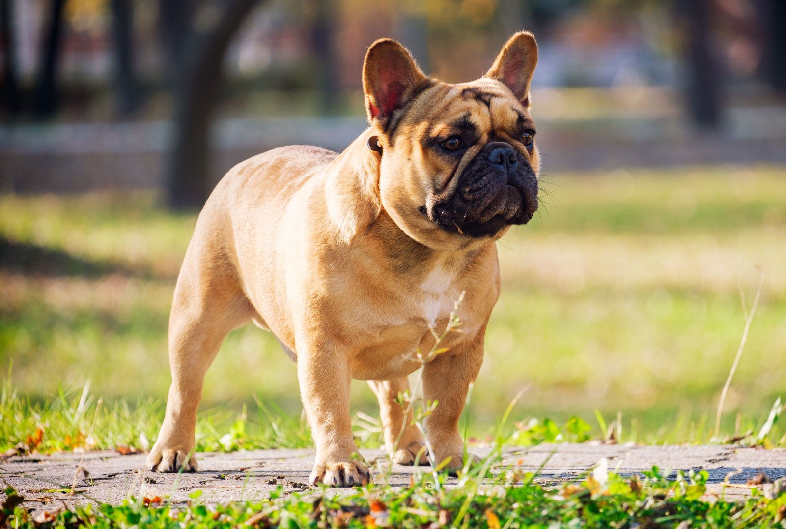 Benefit of French Bulldog: 5 Surprising Perks!