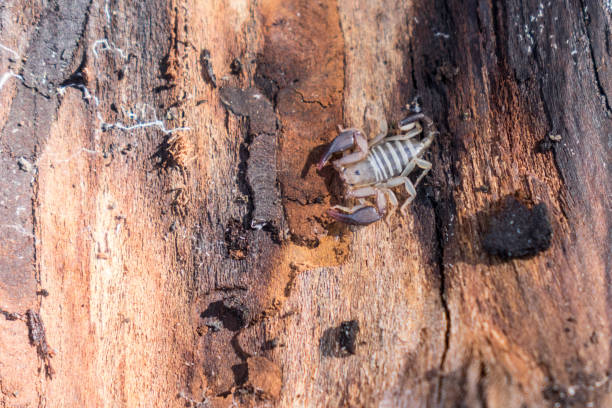 Protect your home from bark scorpions with Green Machine Pest Control's expert services and free inspections.