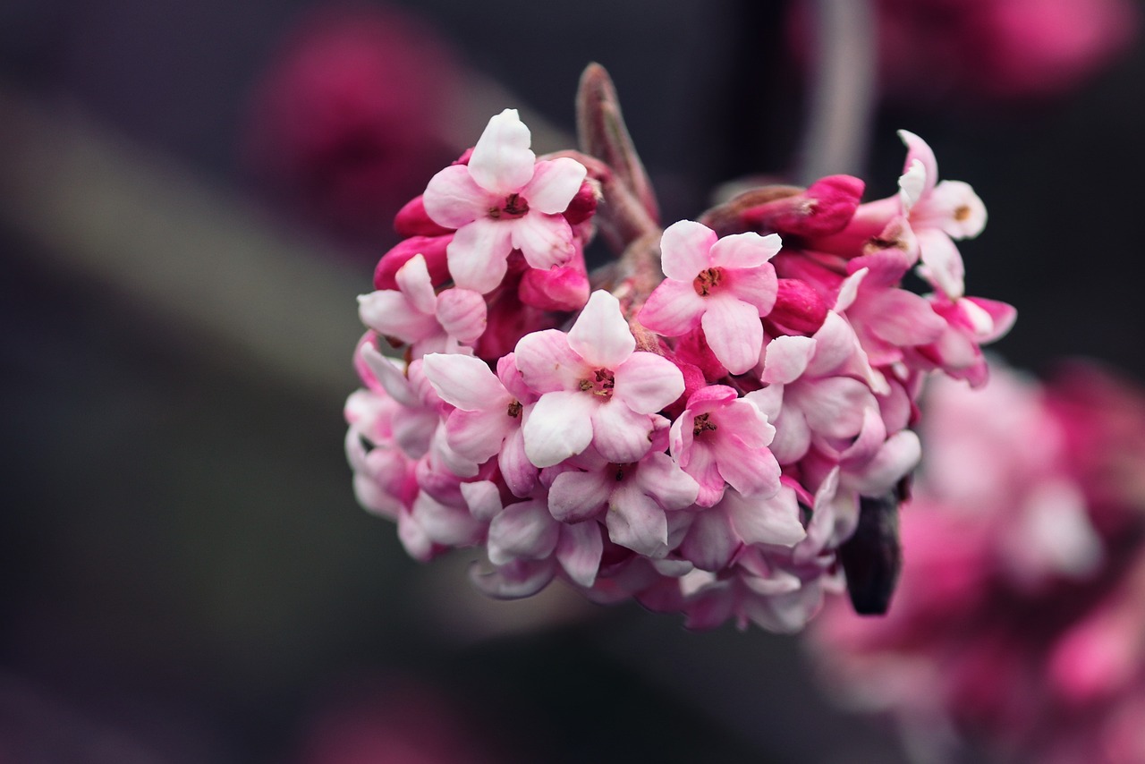 Viorne bodnantense (Viburnum x bodnantense)