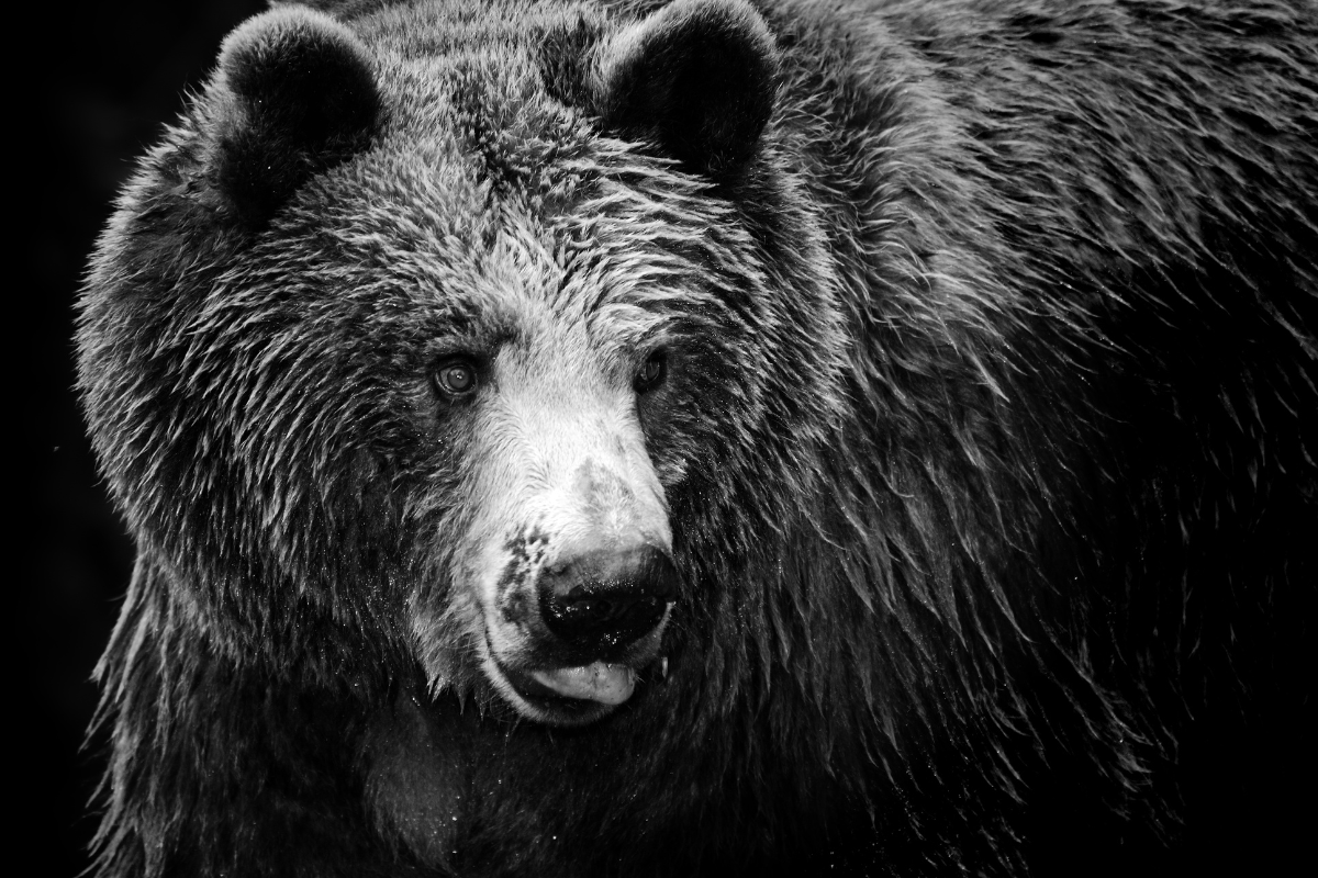 o urso do pó branco: um urso observando