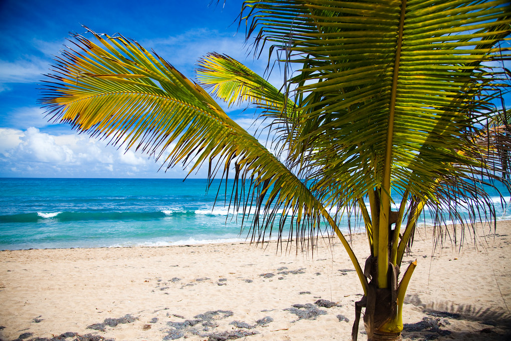 Clean and clear water and small tree on beach in puerto rico 