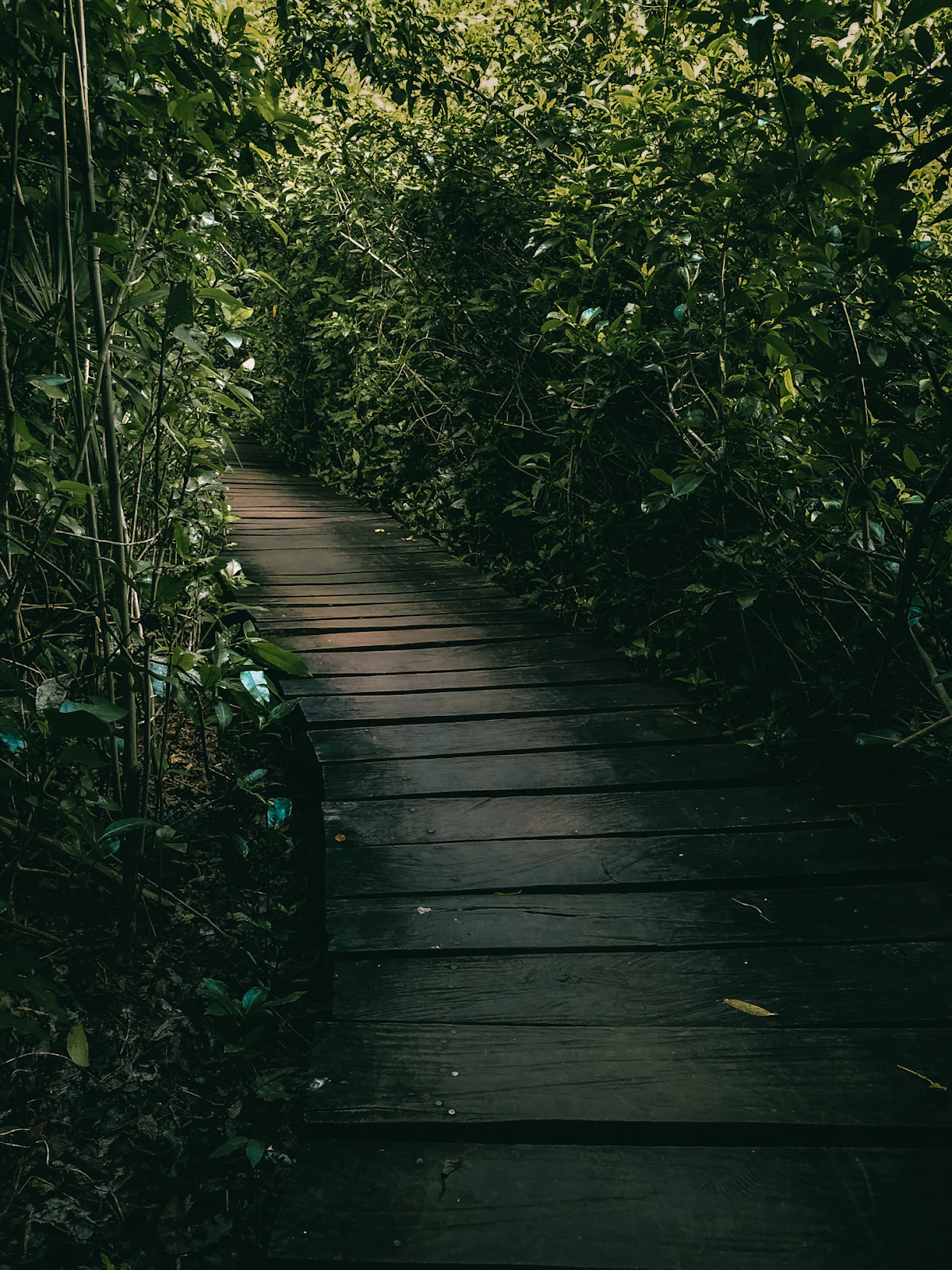 La beauté de la nature luxuriante à Sian Ka'an.