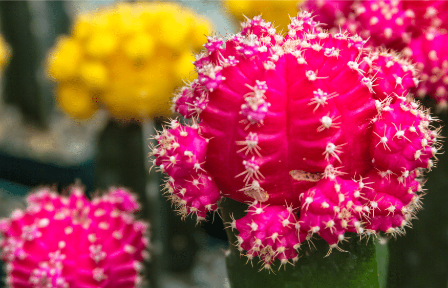 31 impressionantes plantas tolerantes à seca que você precisa para o seu jardim