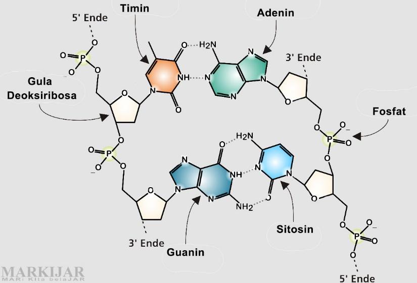 DNA Lengkap Pengertian, Struktur, Sifat, Fungsi, Gambar dan Proses ...