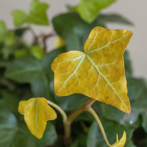 Troubleshooting Tips: Common Ivy Flowering Issues