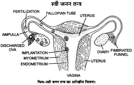 UP Board Solutions for Class 12 Biology Chapter 3 Human Reproduction Q.3