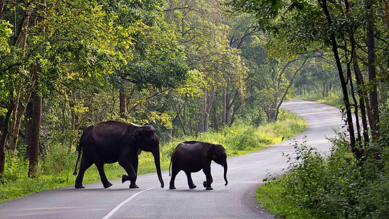 Wildlife Sanctuary Kerala