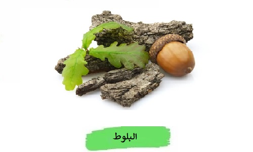 يتميز ثمار البلوط باحتوائه على tannins والذي يكسبها ذلك الطعم الرائع لها ، وقد تم استخدامها في بعض الأحيان مع القهوة والشاي والكعك والخبز بسبب ما تملكه من فيتامينات وبروتينات بكميات كبيرة إلى جانب الدهون والكربوهيدرات والمعادن.