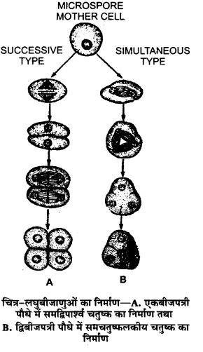 UP Board Solutions for Class 12 Biology Chapter 2 Sexual Reproduction in Flowering Plants 4Q.1.1