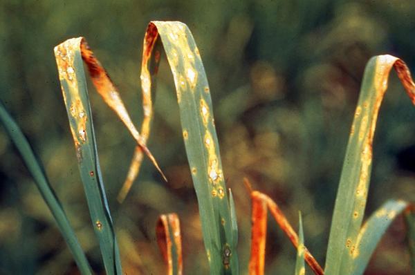 Plants Affected by Fungal Disease