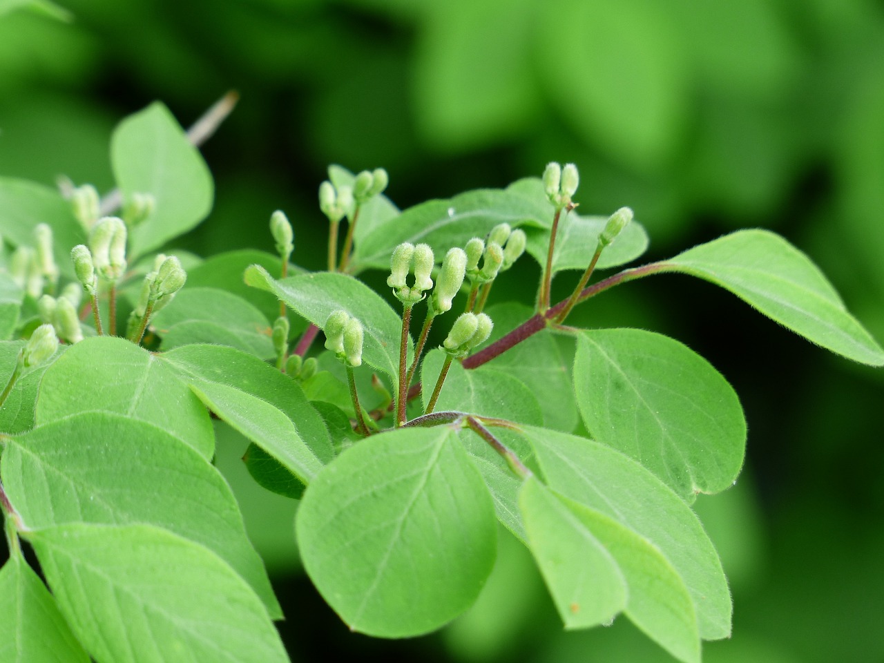 Chèvrefeuille d’hiver (Lonicera fragrantissima) 