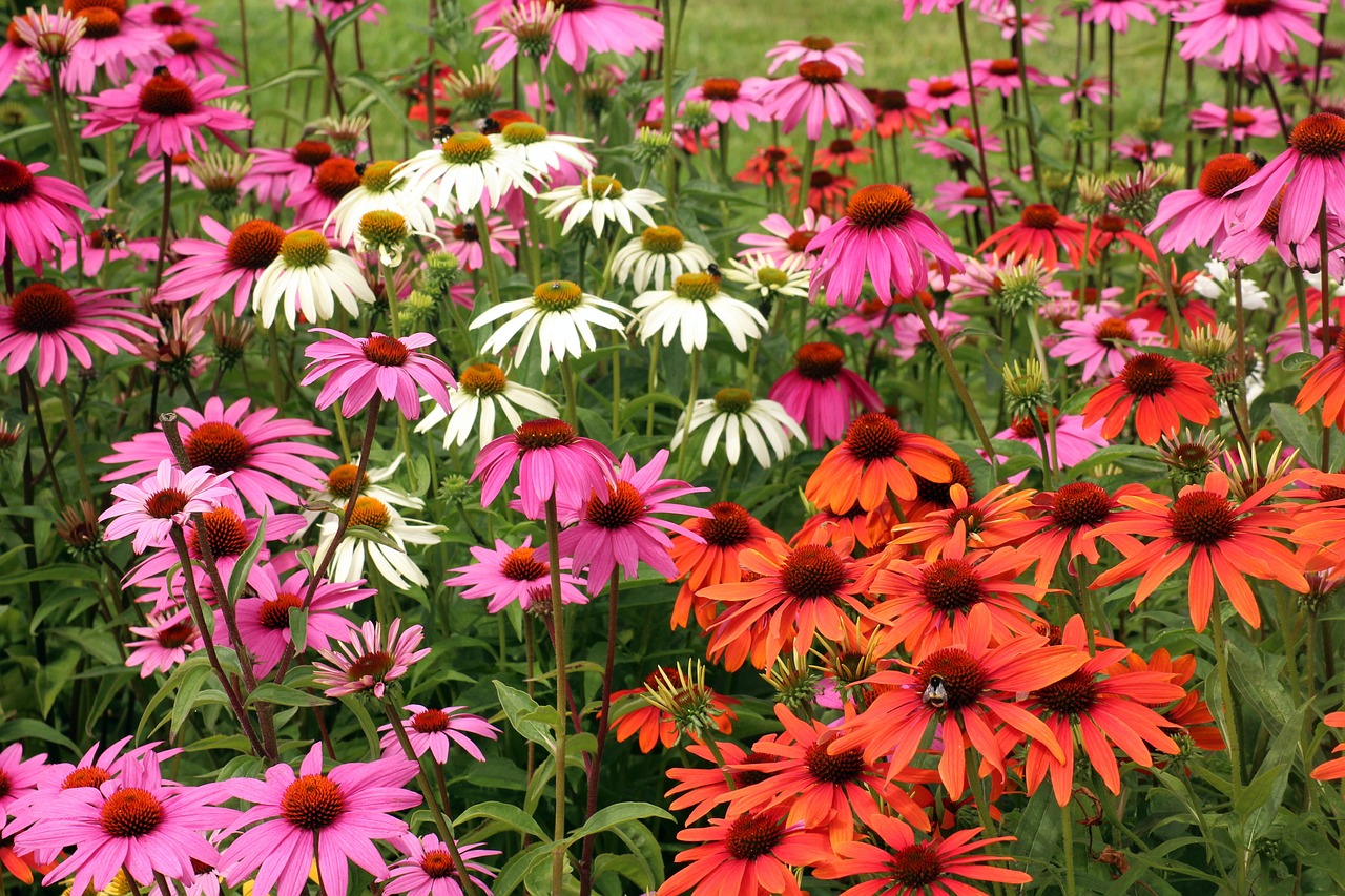 4. Echinacea (Echinacea purpurea)