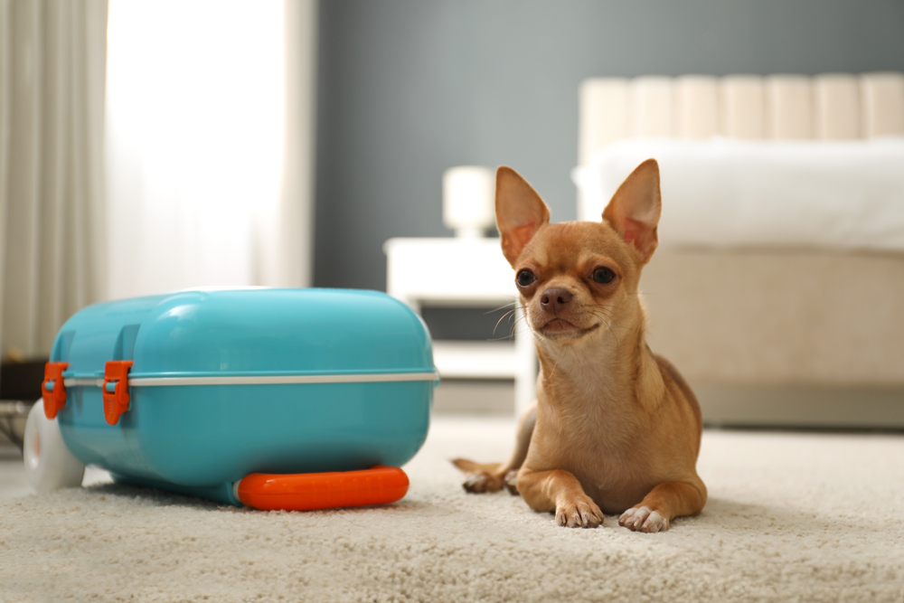 Lindo perro chihuahua cerca de una maleta azul en un hotel Pet friendly