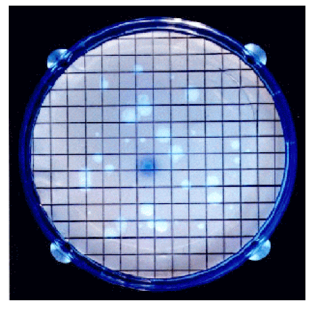 Membrane-filter test