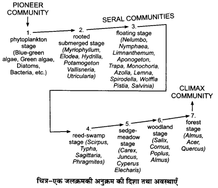 UP Board Solutions for Class 12 Biology Chapter 14 Ecosystem 3Q.2.2