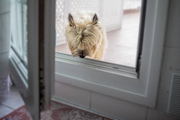 dog on open glass door -dog door for sliding glass door
