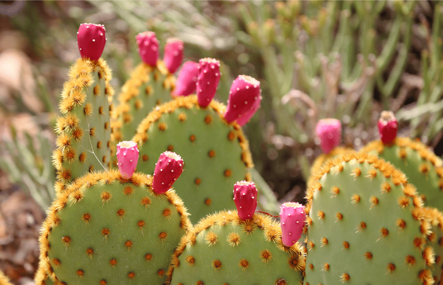 31 impressionantes plantas tolerantes à seca que você precisa para o seu jardim