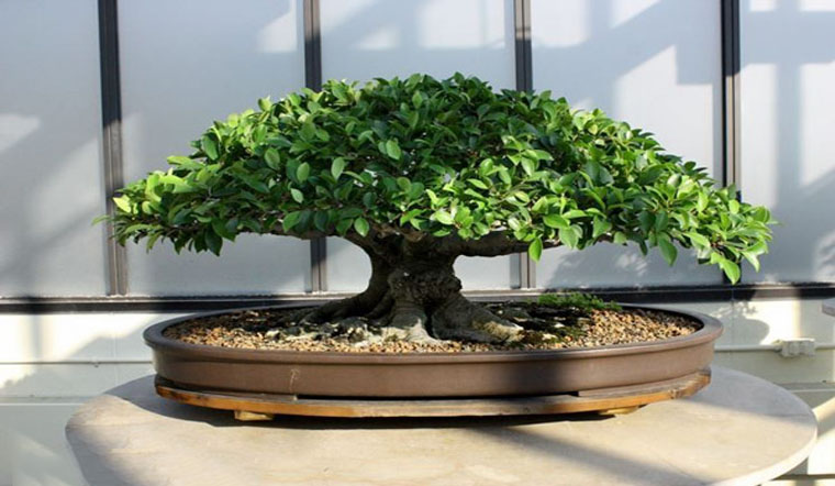 Cây Si Bonsai