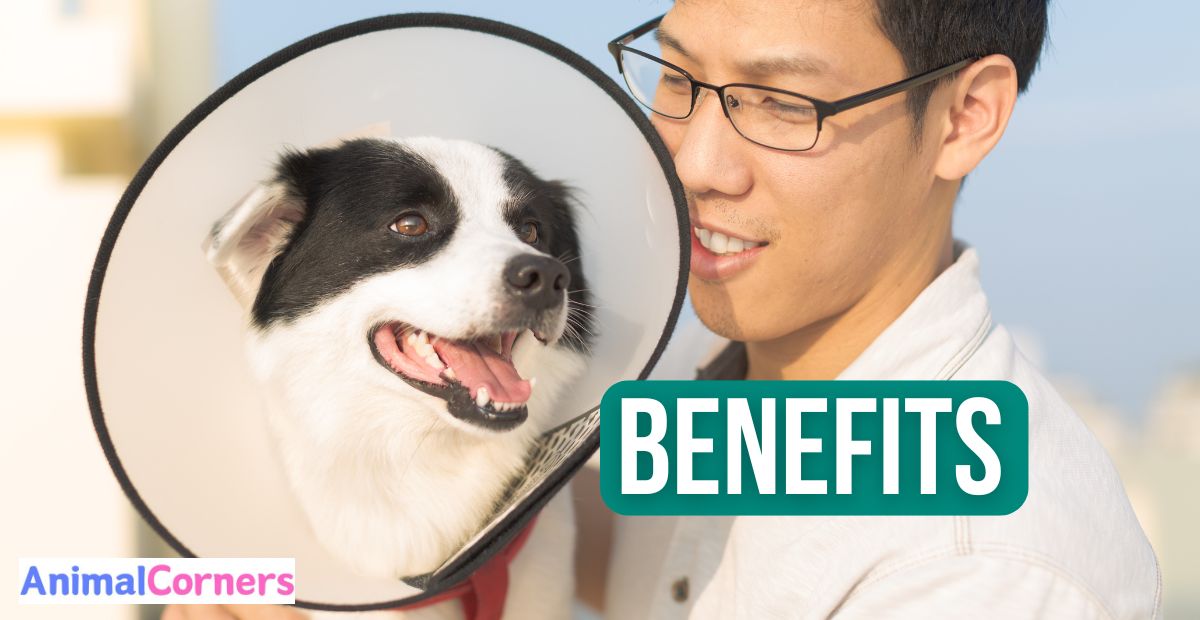 Benefits of Neutering