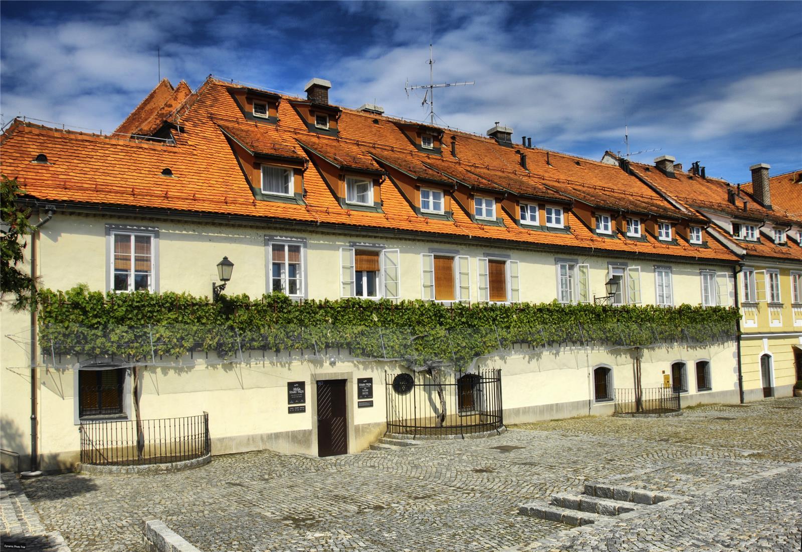 Rezultat iskanja slik za old vine maribor