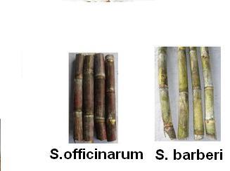 E:\savinay\Variability-of-the-stem-external-color-of-the-sugarcane-cultivars-collected-in-Benin_Q320.jpg