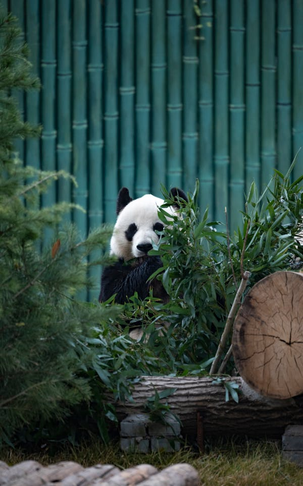 The picture shows a panda having the time of its life at Atlanta zoo.