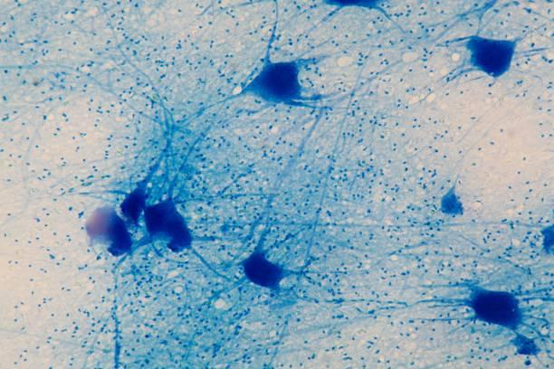 Neuronas motoras bajo el microscopio - foto de stock