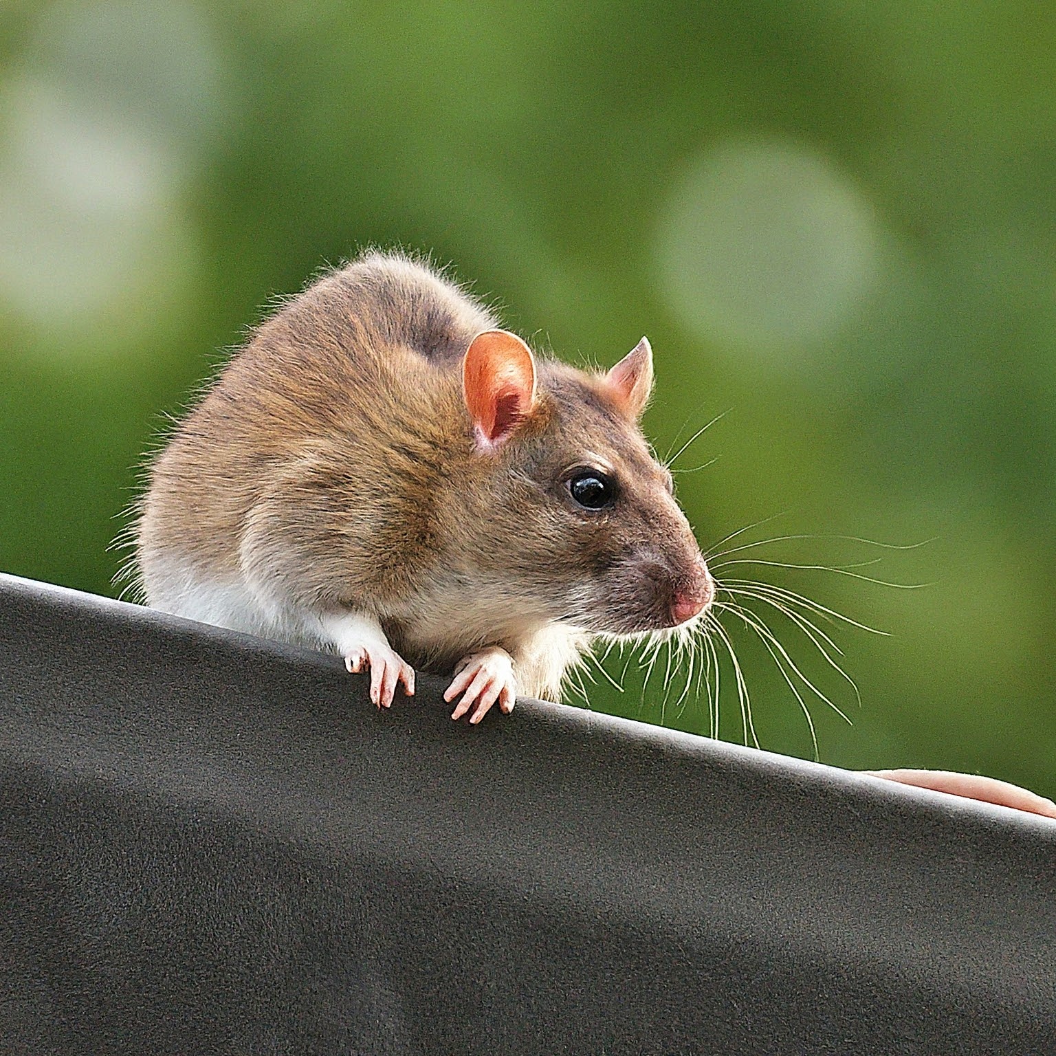 High definition image of a roof rats hanging out on a gutter. 