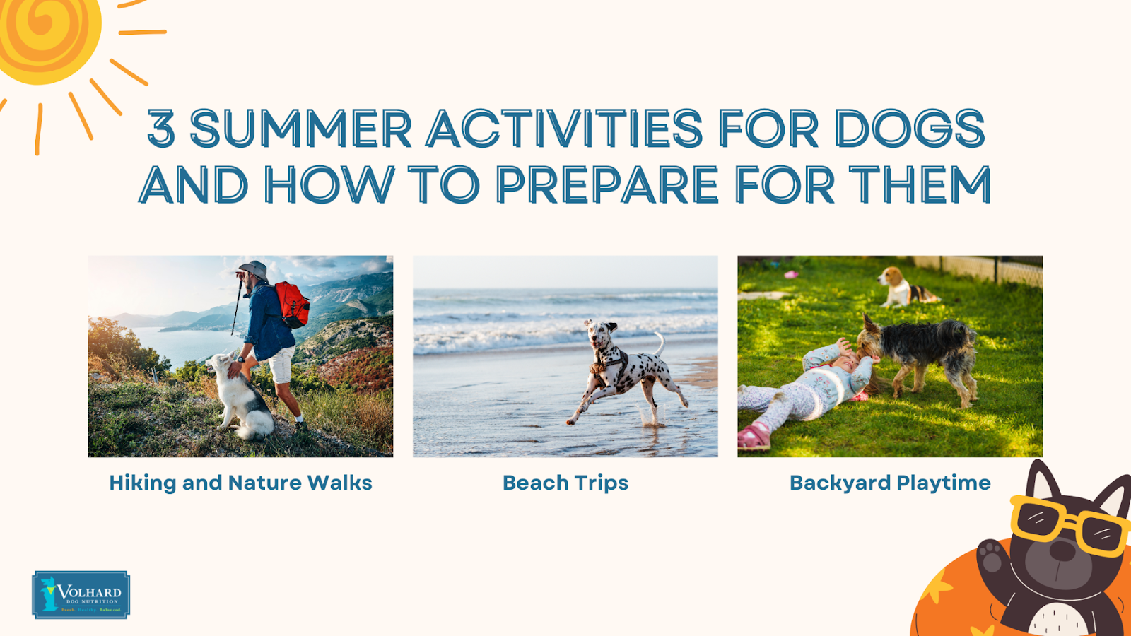 Summer activities for dogs