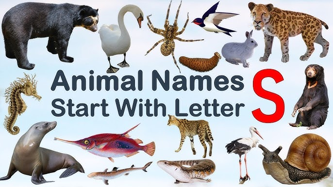 Animals that start with s