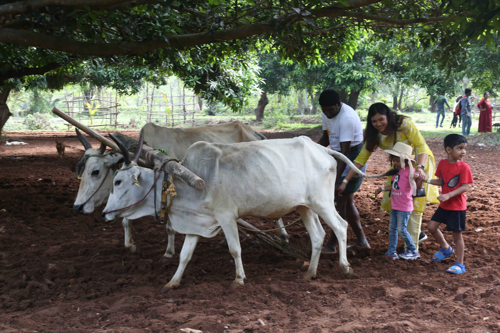 The Great Mango Festival at Hanu Reddy Farms is a must-do for mango lovers & kids.