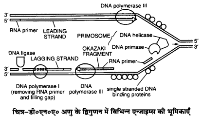 UP Board Solutions for Class 12 Biology Chapter 6 Molecular Basis of Inheritance 3Q.2