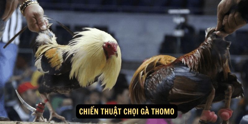 Chiến thuật chọi gà thomo